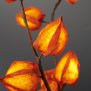LED Pflanze Dekozweige Physaliszweige Lichterzweige Dekoration 50cm hoch Timerfunktion inkl. Batterien 10 warmweiße LED
