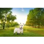 NorthPET Pfotenschutz für Hunde Hundeschuhe 4er Set mit Aufbewahrungsbeutel