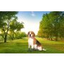 NorthPET Pfotenschutz für Hunde Hundeschuhe 4er Set mit Aufbewahrungsbeutel