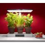 Northpoint Smarte LED Pflanzenleuchte Kräutergarten Innengarten Gewächslampe 20W 1600 Lumen 6 Setzlinge Höhenverstellbar Wasserstandsanzeige Timer