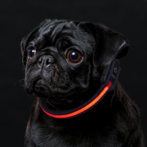 LED Hundehalsband in Größe XS in Schwarz Rot mit Akku und Blinkfunktion 3-6 - Textil XS Schwarz Rot
