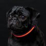 LED Hundehalsband in Größe XS in Schwarz Rot mit Akku und Blinkfunktion 3-6 - Textil XS Schwarz Rot