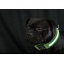 Northpoint LED Hundehalsband in Größe S in Grün mit Akku und Blinkfunktion 3-6 Stunden in Betrieb
