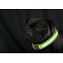 Northpoint LED Hundehalsband in Größe M in Gelb mit Akku und Blinkfunktion 3-6 Stunden in Betrieb