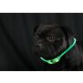 LED Leuchtband für Hunde in Grün Hundehalsband mit integrietem Akku Betriebslaufzeit 3-6 Sunden