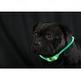 Northpoint LED Leuchtband für Hunde in Grün Hundehalsband mit integrietem Akku Betriebslaufzeit 3-6 Sunden mit Blinkfunktion