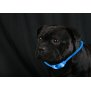 Northpoint LED Leuchtband für Hunde in Blau Hundehalsband mit integrietem Akku Betriebslaufzeit 3-6 Sunden mit Blinkfunktion