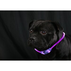 LED Leuchtband für Hunde in Lila Hundehalsband mit integrietem Akku Betriebslaufzeit 3-6 Sunden