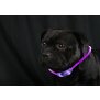 LED Leuchtband für Hunde in Lila Hundehalsband mit integrietem Akku Betriebslaufzeit 3-6 Sunden
