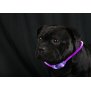 Northpoint LED Leuchtband für Hunde in Lila Hundehalsband mit integrietem Akku Betriebslaufzeit 3-6 Sunden mit Blinkfunktion
