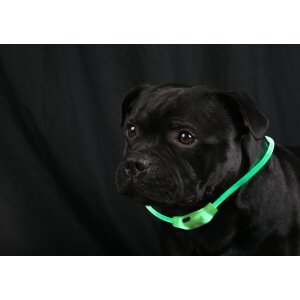 LED Leuchtband für Hunde in Grün mit integrietem Akku Betriebslaufzeit 3-6 Sunden mit - 2x Grün