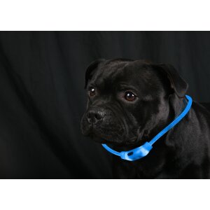 LED Leuchtband für Hunde in Blau mit integrietem Akku Betriebslaufzeit 3-6 Sunden mit - 2x Blau