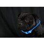 LED Leuchtband für Hunde in Blau mit integrietem Akku Betriebslaufzeit 3-6 Sunden mit - 2x Blau